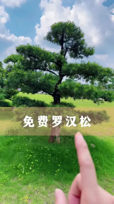 ϲ޺ؼ#޺ #ֲ #С֪ʶ