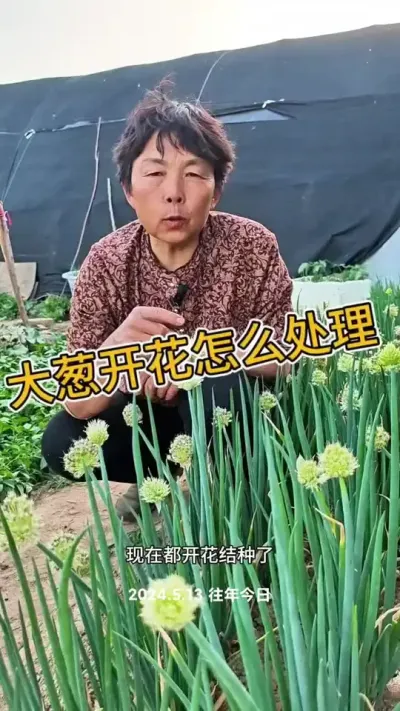 大葱开花怎么管理，#三农 #大葱 #大葱种植 #蔬菜杨大姐 #蔬菜种植 @抖音创作小助手 @DOU+小助手 @DOU+上热门