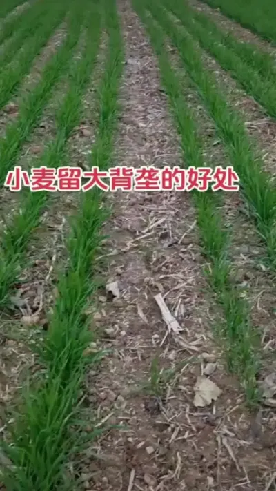 ǿҽС¢#ũ#עũҵֲ֪ʶ #ũ#ݪֲС #ũ