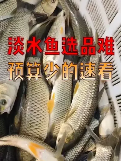 怕鱼长得慢、资金周转难？老养殖户选的4种速生淡水鱼，半年出塘，新手也能养！！#养鱼人   #水产养殖技术  #水产  #晨源生物 #无抗增免