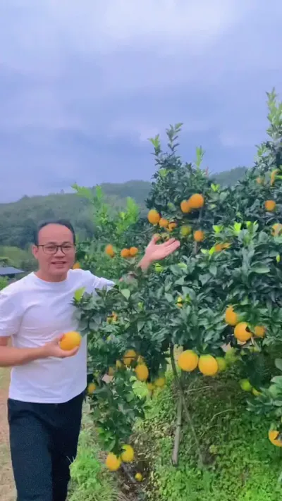 有甜有酸，吃到肚子相当舒服，新鲜感满满，如果不吃酸就再等等 #新鲜采摘#赣南脐橙 #助力果农 #赣南脐橙种植户