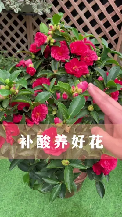 垃圾桶捡到一棵茶花树，如何养好它#茶花 #花卉绿植 #养花小知识