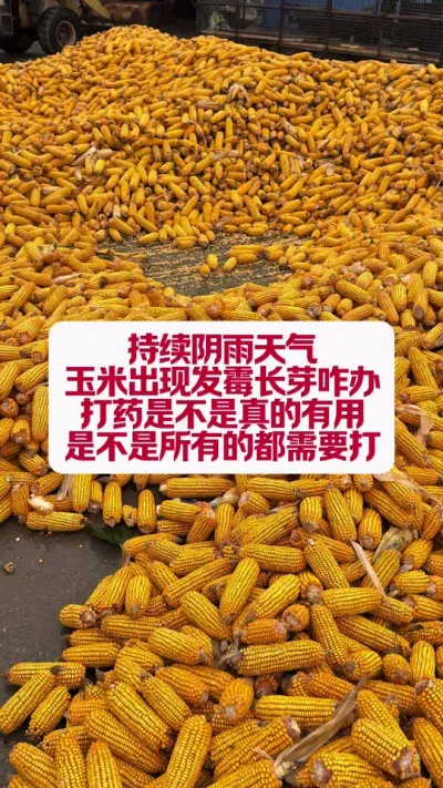 ׷ùѿôҩ #ũҵݪֲ #߰ #ݪֲ #ũũ