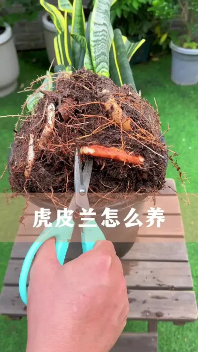 ��Ƥ����ô��#������ֲ #����С֪ʶ #������������