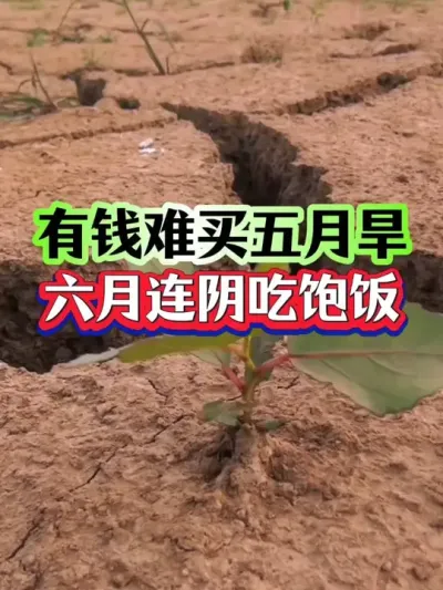 有钱难买五月旱，六月连阴吃饱饭！ #玉米种植 #种植小技巧 #农业种植 #玉米高产技术