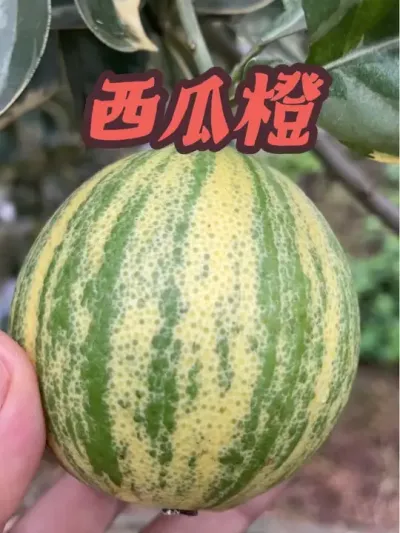 ϳ#ũ #ũ #ݪֲ #ũ #