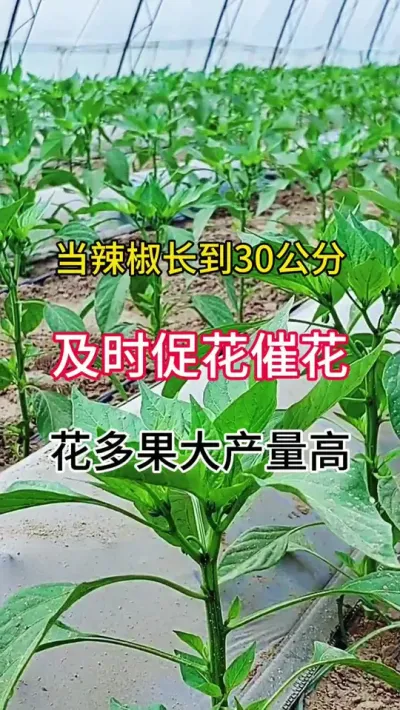 必看！辣椒催花坐果，这样做产量飙升 #辣椒种植管理技术 #高产 #三农