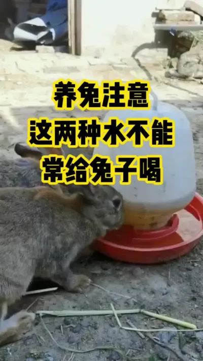 养兔注意，这两种水不能，常给兔子喝#抖音三农殖#养兔