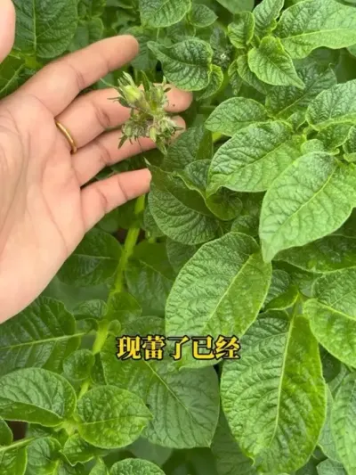 土豆已经现蕾期了，您的呢？#土豆种植技术与管理 #用肥用药指南 #土豆花期管理
