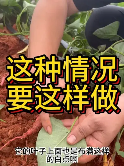 տ߽Ҳ淢׵#ũҵݪֲ #ݪֲ #ݪֲ #ڵʩ #