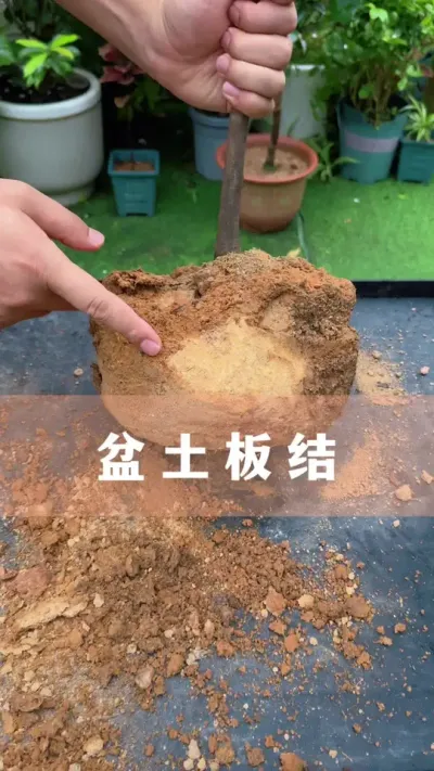 Ѱѻڸֲܸ#ֲ # #С֪ʶ