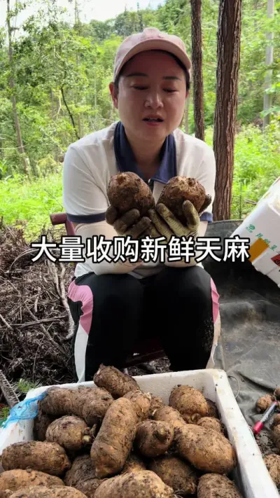 չ #ţ15171802759#ũݪֲ #ũ #ݪֲ