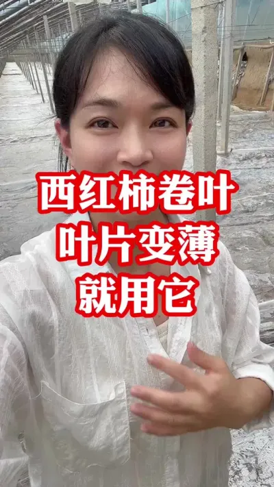 #Ҷ#ݪֲ##Ҷ#СҶ СƳµ@С