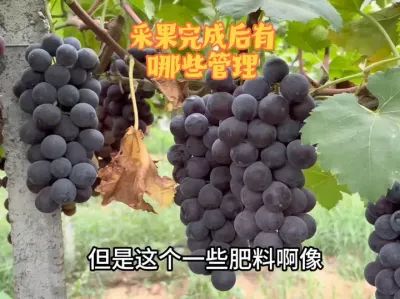 Ѳɹ֮ҪЩ# # #ݪֲ #޷ #õ