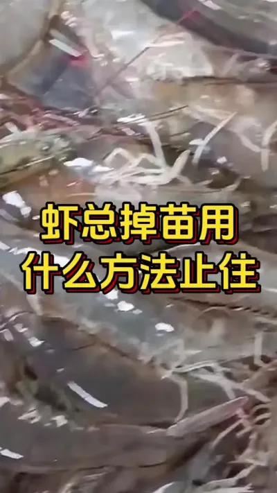 #οˮ#׶Ϻֳ#ĶϺ#θ#׳