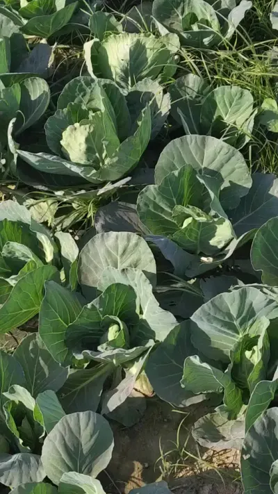 #ũݪֲ ##ũҵݪֲ #ݪֲ