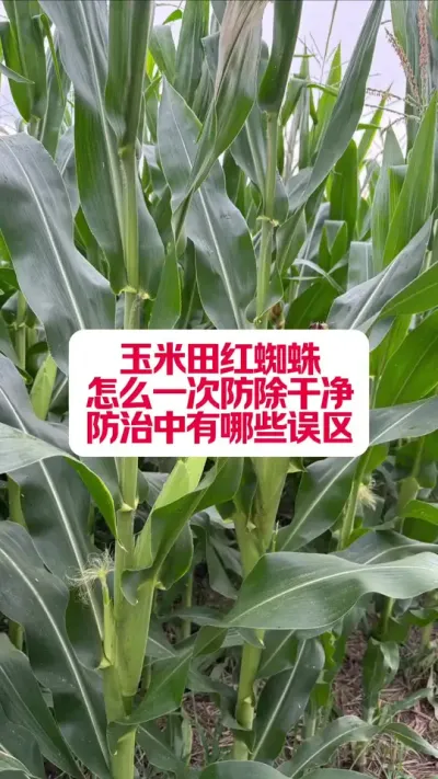 ֩еļ #ũҵݪֲ #֩ #ũҵƹ