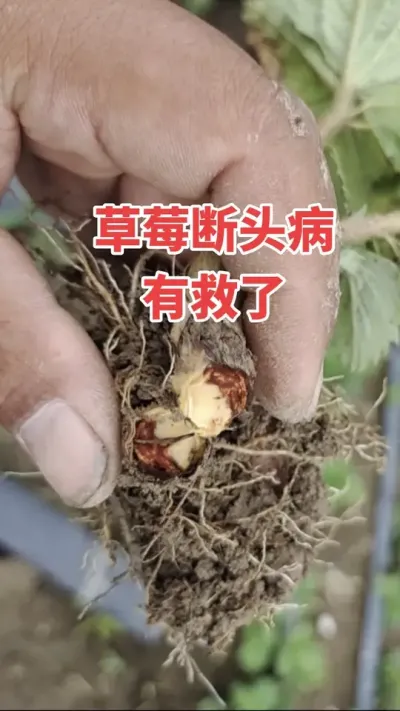 草莓空心断头病，一个高招搞定它#空心断头#三农