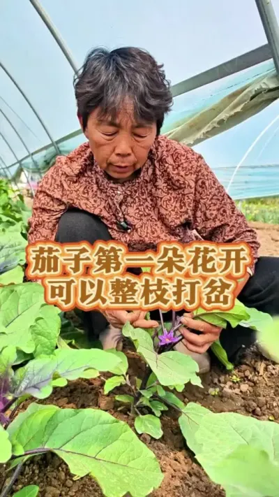 茄子整枝打岔#茄子种植 #茄子 #三农 #蔬菜种植 #蔬菜杨大姐 @DOU+小助手 @抖音创作小助手 @DOU+上热门