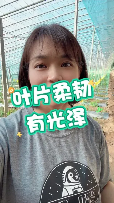 #Ҷ#ҶƬ #ݪֲ##¼ҵݪֲ Ҫ͵СƳ@С