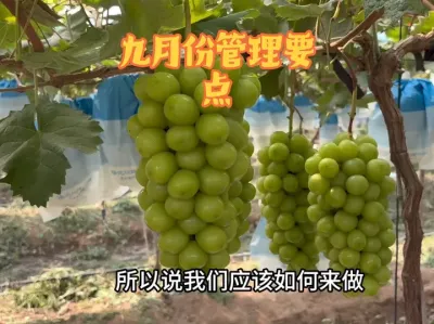 ھ·ЩҪ# #ݪֲ #ũҵݪֲ #õ #ط