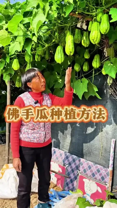 ֹϵʲô#ũ #ֹ #߲ #ݪֲС @DOU+ @DOU+С @С