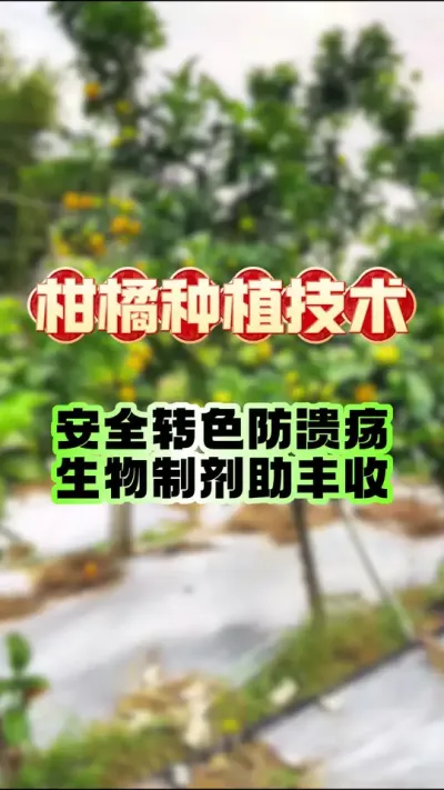 תɫڷ徲޲#ݪֲ #ٹ # #