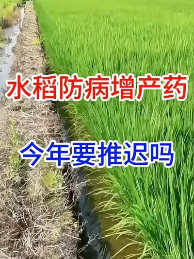 ˮҩҪƳ #ũҵݪֲС֪ʶ   #   #ũҵ֪ʶũ   #ũҵ֪ʶ