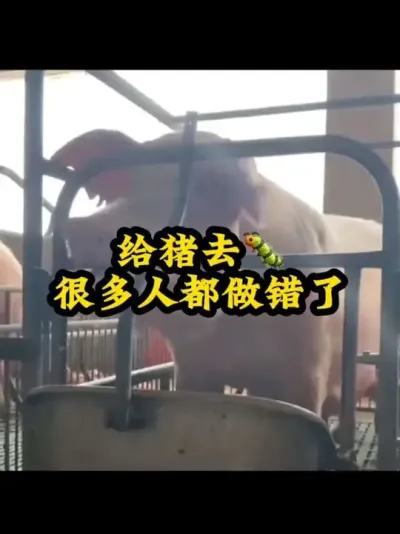 #养猪知识 #养猪技术 #农村养猪人 #三农养猪人 #养猪