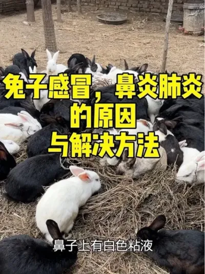 兔子感冒鼻炎肺炎原因与解决方法 #养兔技术 #兔子感冒 #兔子鼻炎肺炎 #养兔技术经验分享 #养兔三分靠管理七分靠技术