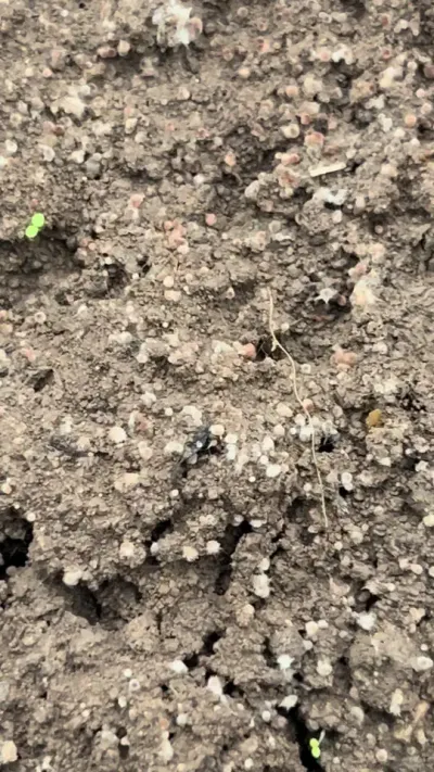 κεɱҩԾ˿ԭӰΣյ…… # # #Ǿ #Ǿݪֲ #Ǿ