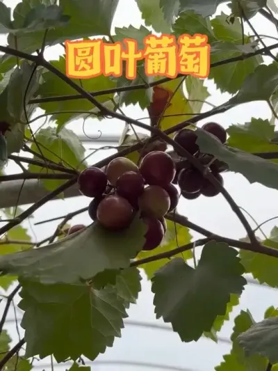 ԲҶѺ챦ʯ״̬# #ԭҶ #ݪֲ #챦ʯ #С˵