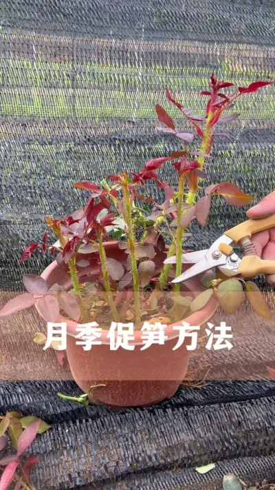 月季不爱长大笋芽，试试这个方法#月季 #花卉绿植 #养花小知识 #爱生活爱养花