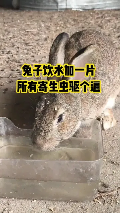 兔子饮水加一片，所有寄生虫驱个遍#抖音三农#养殖#养兔