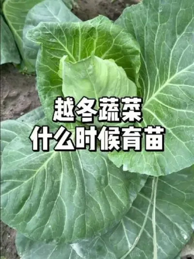 Խ߲Щʲôʱݪֲ #ũ #ֲ #ݪֲ