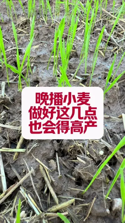 Сô߲ #ݪֲС #ũҵݪֲ #ũũ #ݪֲ