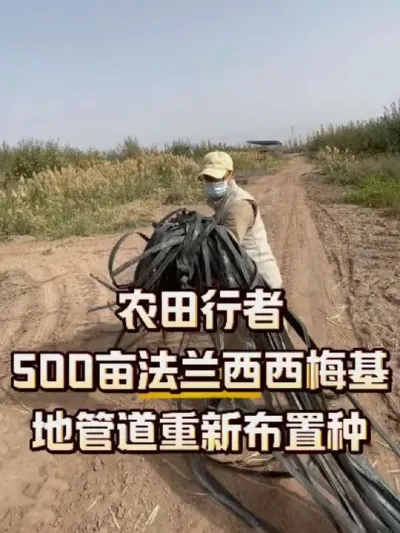 ũ500Ķ÷عܵ°#ũ#ũշͬ#÷ݪֲ#ˮһ廯