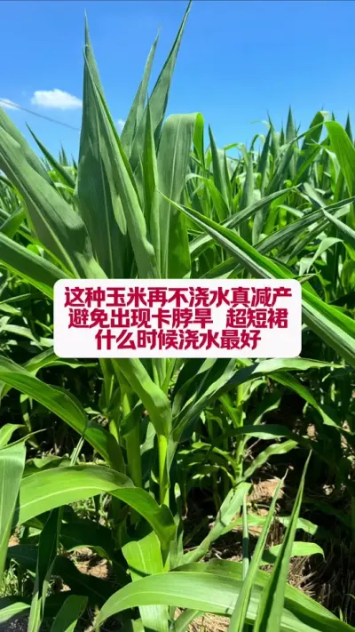 ʲôʱҪˮ #ũҵݪֲ #ũҵ֪ʶ #׹Ҫʱ #ֲС֪ʶ