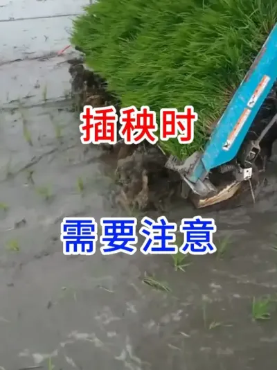 插秧时需要注意 #春耕春播   #春耕农忙进行时   #农忙的季节为了生活都不容易啊   #春耕生产进行中