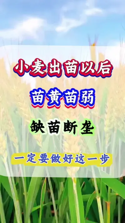 С СԺһҪһĶ1500#С#Сݪֲ#С#Сݪֲ#С߲