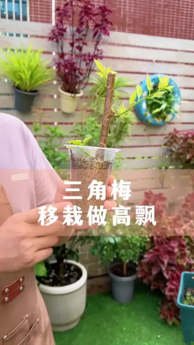 ÷ǤƯĸƮ÷#÷ #ֲ #С֪ʶ