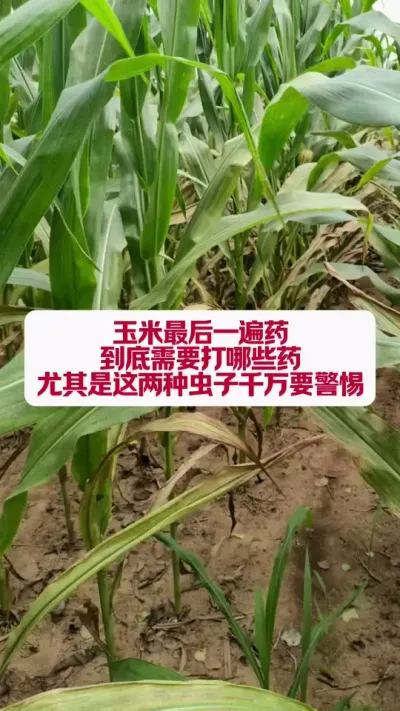 һҩֳһҪԤ #֧ũҵ #ũҵݪֲ #ũС֪ʶ #ũ֧ũ