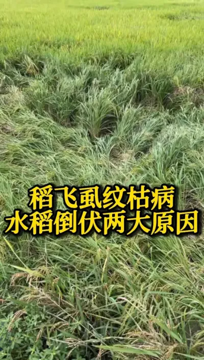 稻飞虱和纹枯病，水稻倒伏两大原因 #种之道 #水稻种植技术 #高产 #新农人计划 #三农