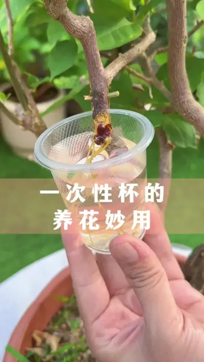 ҼһеһԱȻ#ֲ #С֪ʶ #İ