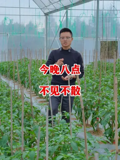 今晚八点直播间不见不散#辣椒种植 #辣椒 #小米辣 #线椒 #新农人计划2025