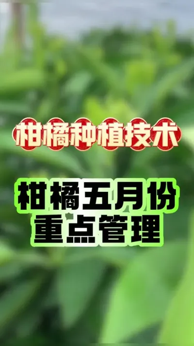 #dou上热门 【柑橘园五月管理核心要点：保果稳产必看！】#柑橘种植 #增产增收才是硬道理 #果树管理 #农业种植