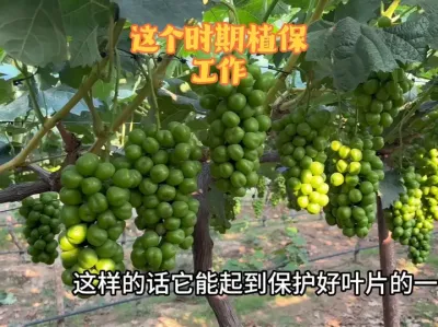 10ʱѵĺʱҪЩ # #ݪֲ #ũҵݪֲ #˪ù#ֲ˻