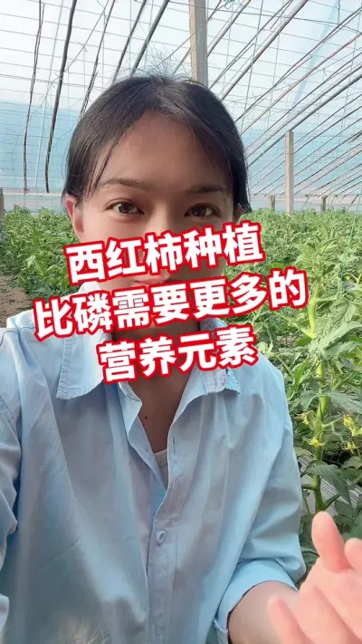 #西红柿种植 #记录我的种植生活 #大棚种植  点个关注#钙 互相学习吧@抖音小助手
