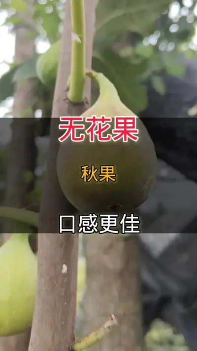 ޻ڸи#ͥݪֲ#ݪֲС