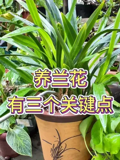 Ҫ# #ݪֲ # #С֪ʶ #ֲ